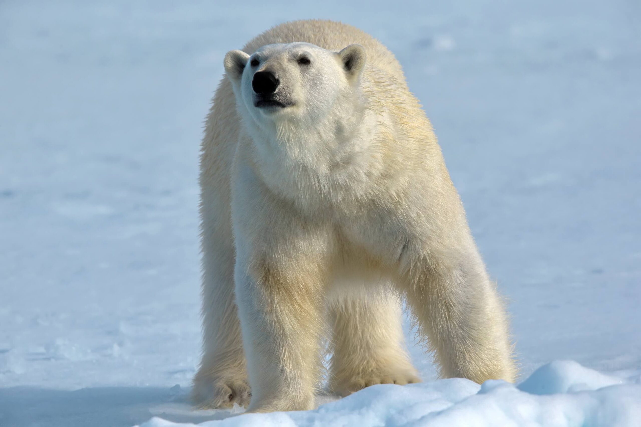 White Polar Bear In The Snowy Habitat On A Cold Wi 2025 02 03 05 30 40 Utc(1)